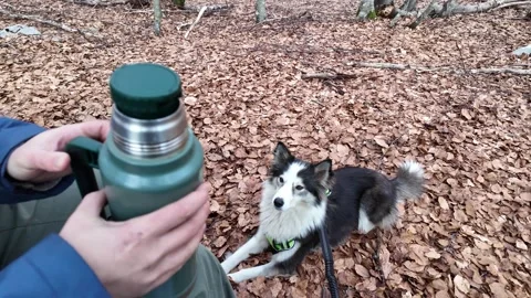 Male hands opening a thermos while dog waiting. Stock Footage 311653350