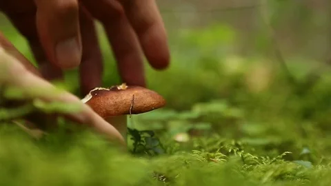 Male hands picking mushrooms in the forest Stock Footage