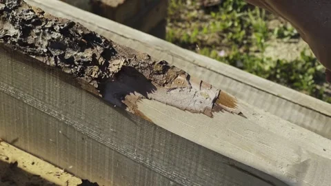 Male hands process boards from the bark with a hand tool. Stock-Footage 252765608