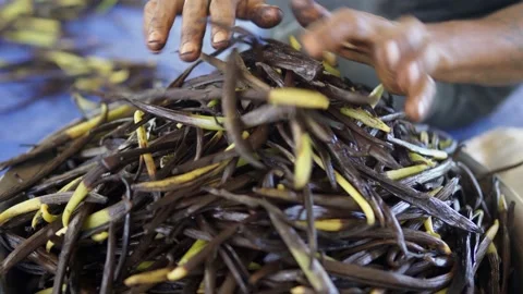 Male hands stack green vanilla beans for curing (split beans) 스톡 동영상 155884218