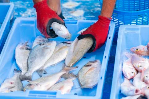 Male hands using work gloves to arrange fish in a fish market box. Fishing an Stock Photos