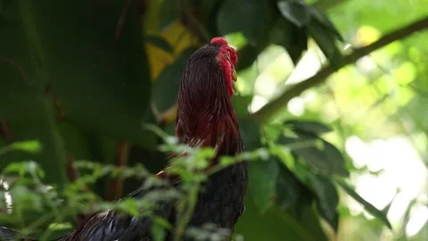 Male hen at the top of a wall Stock Footage 134904787