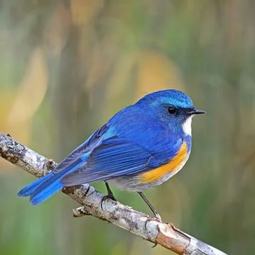 Male himalayan bluetail Stock Photos
