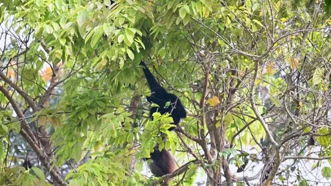 Male hoolock gibbon feeding  while hanging in Kaziranga national park Stock Footage 308530985