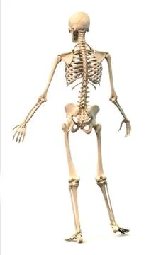 Male human skeleton, in dynamic posture, rear view. Stock Illustration