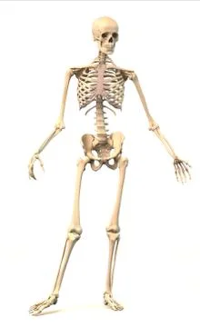 Male human skeleton, in dynamic posture, front view. Stock Illustration