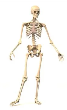 Male Human skeleton, in dynamic posture, front view. Male Human skeleton, ... Stock Photos