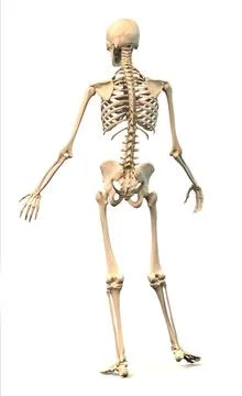 Male Human skeleton, in dynamic posture, rear view. Male Human skeleton, e... Stock Photos