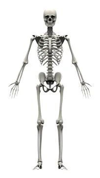 Male Human Skeleton - front view Stock Illustration