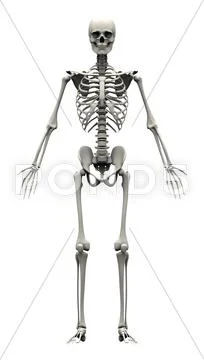 Male Human Skeleton - front view Stock Photos
