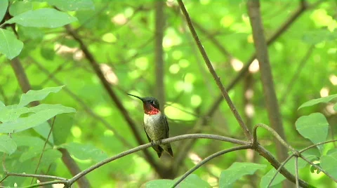 Male Hummingbird Stock Footage