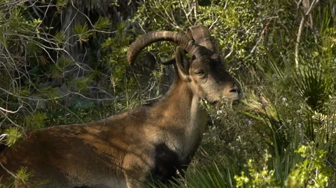 Male ibex Stock Footage 57275400
