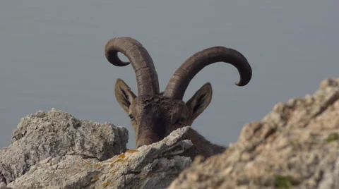 Male ibex Stock Footage 58517622