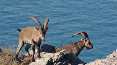 Male ibex Stock Footage 71054974