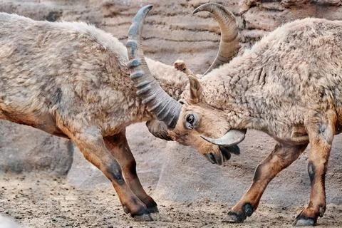 Male Ibex Locking Horns in a Dramatic Display of Strength and Dominance 9 Stock Photos