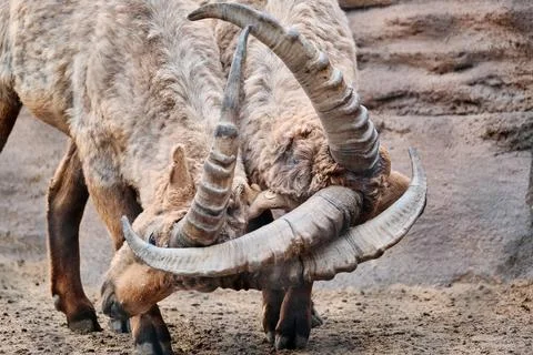 Male Ibex Locking Horns in a Dramatic Display of Strength and Dominance 4 Stock Photos