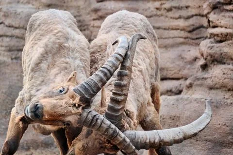 Male Ibex Locking Horns in a Dramatic Display of Strength and Dominance 2 Stock Photos