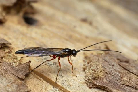 Male ichneumon wasp, Ephialtini on coniferous wood Stock Photos