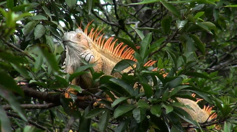 Male iguana resting on tree - Costa Rica rainforest Stock Footage