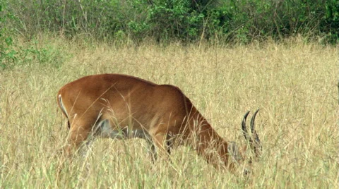 Male impala grazing on African savanna Stock Footage 59229006