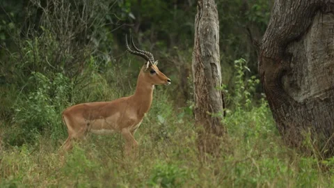 A male impala walks alert through the grassland in Kruger National Park, South Stock Footage 342997247