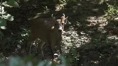 The Indian muntjac (Muntiacus muntjak)