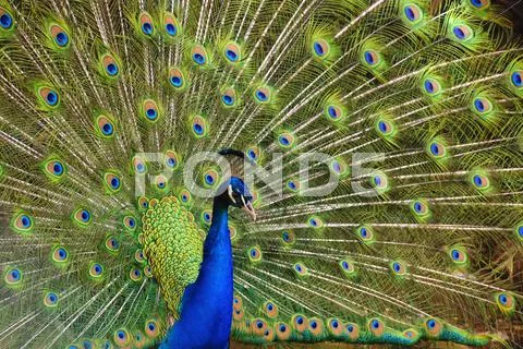 Male indian peacock Stock Photos