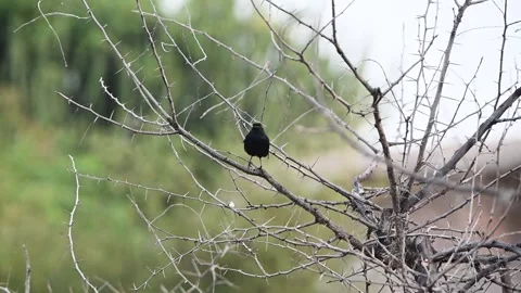 Male Indian robin on a dry tree in Jawai national park Stock Footage 289843642
