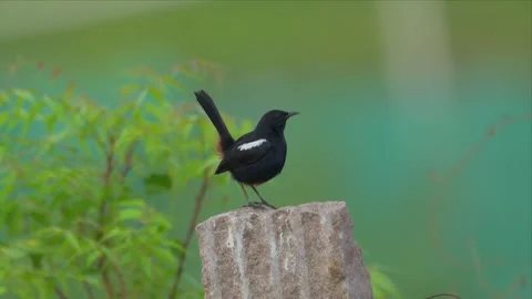 Male Indian Robin Perched on a Stone Post With Tail Cocked 4K Stock Footage 345779687