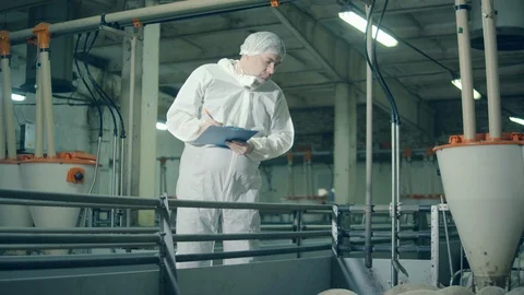 Male inspector is checking on the piglets. Pig farmer checking pigs at farm. Stock Footage 123463519