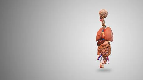 Male Internal Organs with gradient background 库存插图