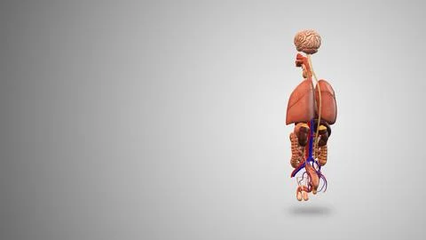 Male Internal Organs with gradient background Ilustración de archivo