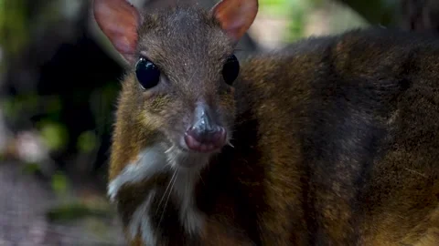 A male Java mouse-deer  Stock Footage 277082998