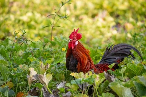A male jungle fowl is foraging in the hillside farm where there is a fertil.. Stock Photos