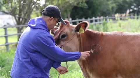 Male to keep cow Stock-Footage 161907406