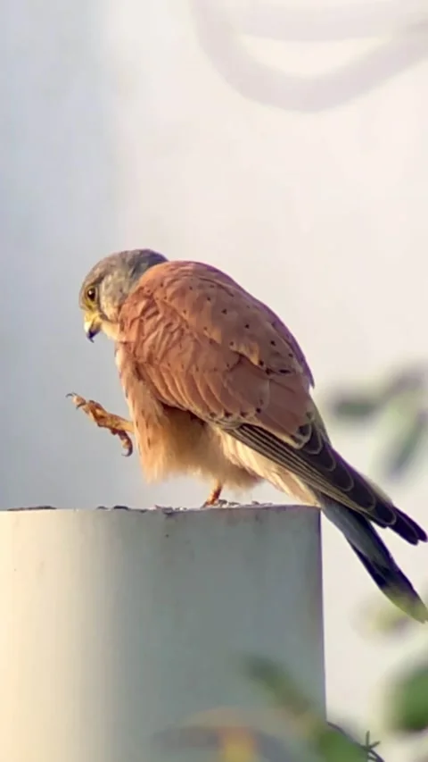 Male kestrel Stock Footage 200503301