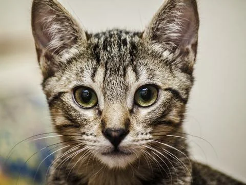 Male kitten Stock Photos