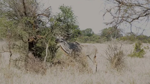 Male Kudu browsing  Stock Footage 125956430