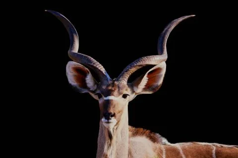 Male kudu isolated on a Black background, Kudu animal at African forest, Stock Photos