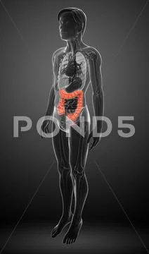 Male large intestine anatomy Stock Illustration ~ #42084852