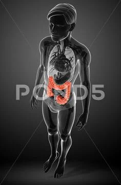 Male large intestine anatomy: Graphic #42828237