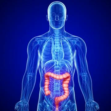 Male large intestines; artwork Stock Illustration