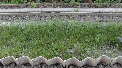 Male legs of a farmer pass between beds with seedlings Stock Footage 114137776