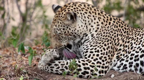 Male Leopard cleaning itself in close up Vídeo Stock 65415798
