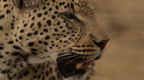 Male leopard close-up panting Stock Footage 45924380
