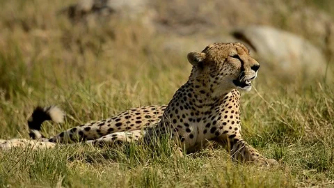 Male Leopard in the field Full Relaxation Mode In Serengeti national park  Stock Footage 116394360