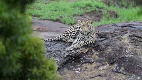 Male leopard making eye contact Stock Footage 229458259