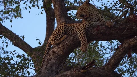 A male leopard (named Tortoise Pan) lying on a branch and scanning his Stock Footage 340038754