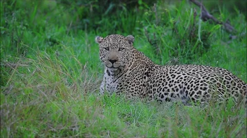 Male Leopard relaxing Stock Footage 279066002