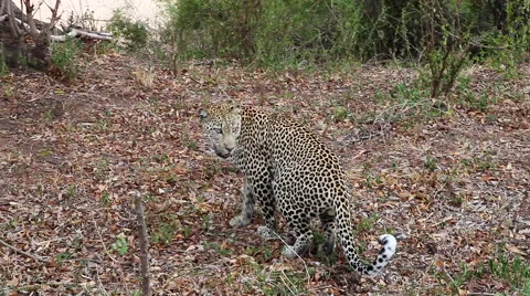 Male Leopard scent marking it's territory Vídeo Stock 65492982
